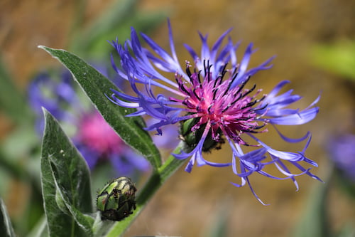 centaurea-kilaea.jpg