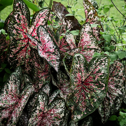 fittonia-cicegi.jpg