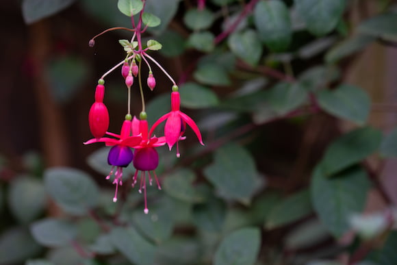 fuchsia-magellanica.jpg