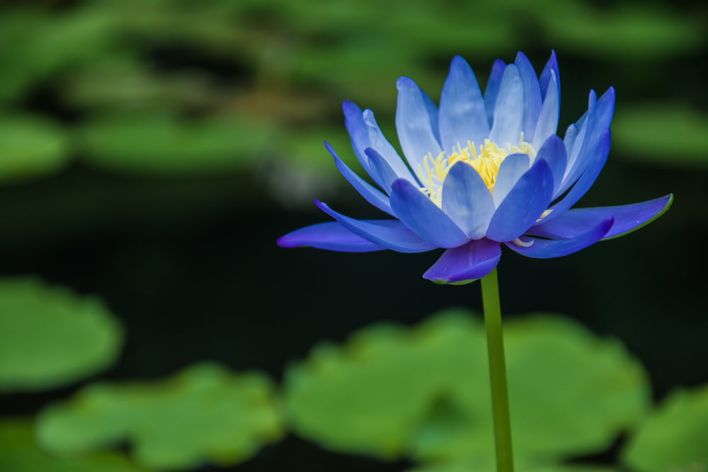 mavi-lotus-cicegi-anlami.jpg