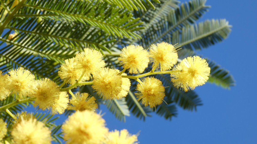 acacia-dealbata.jpg