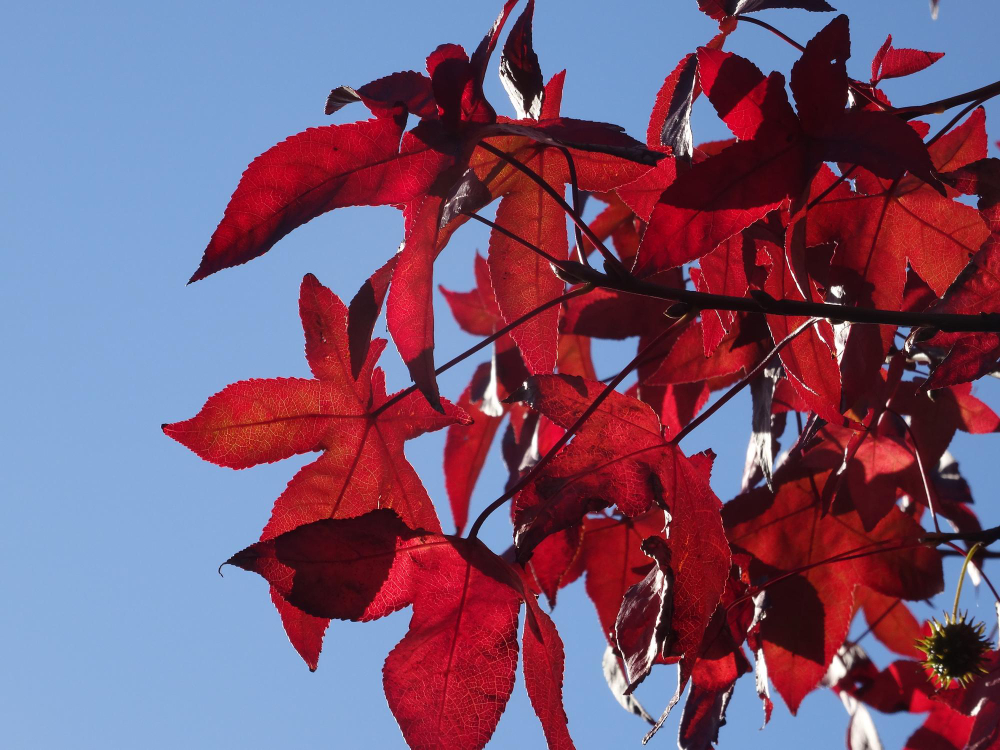 acer-rubrum.jpg