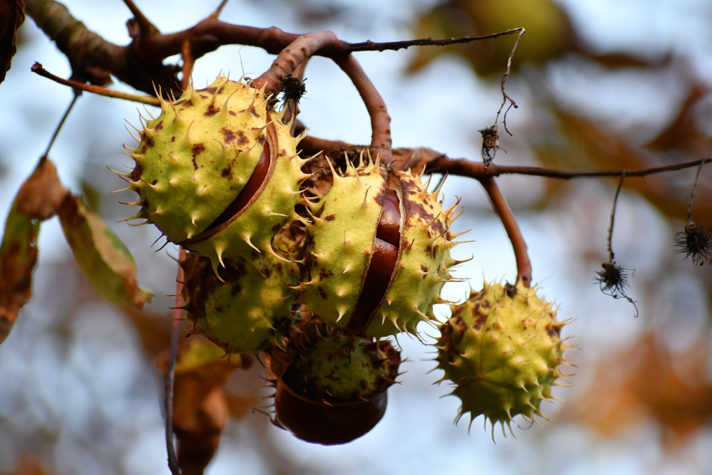 aesculus-hippocastanum.jpg