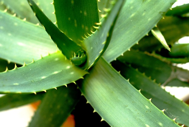 aloe-vera-bitki.jpg