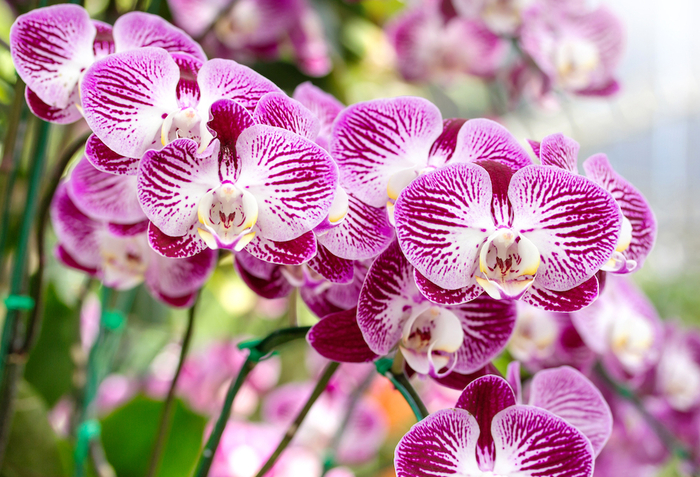 benekli-orkide.jpg