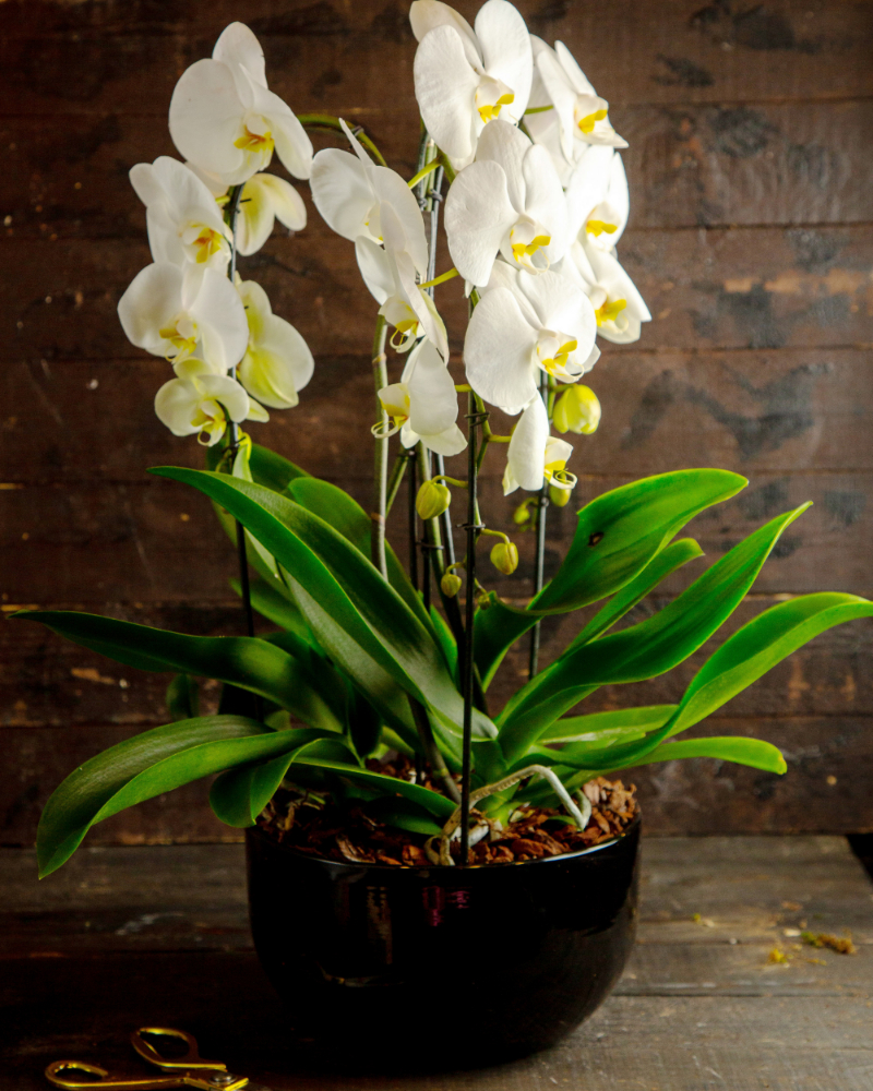 beyaz-orkide.jpg