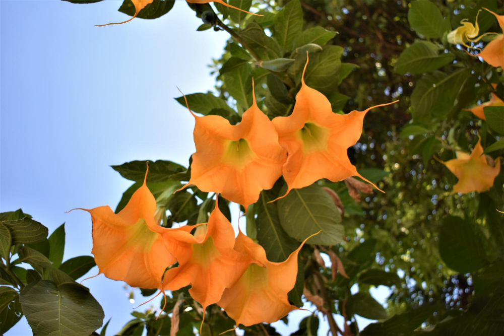 catalpa-bignonioides.jpg