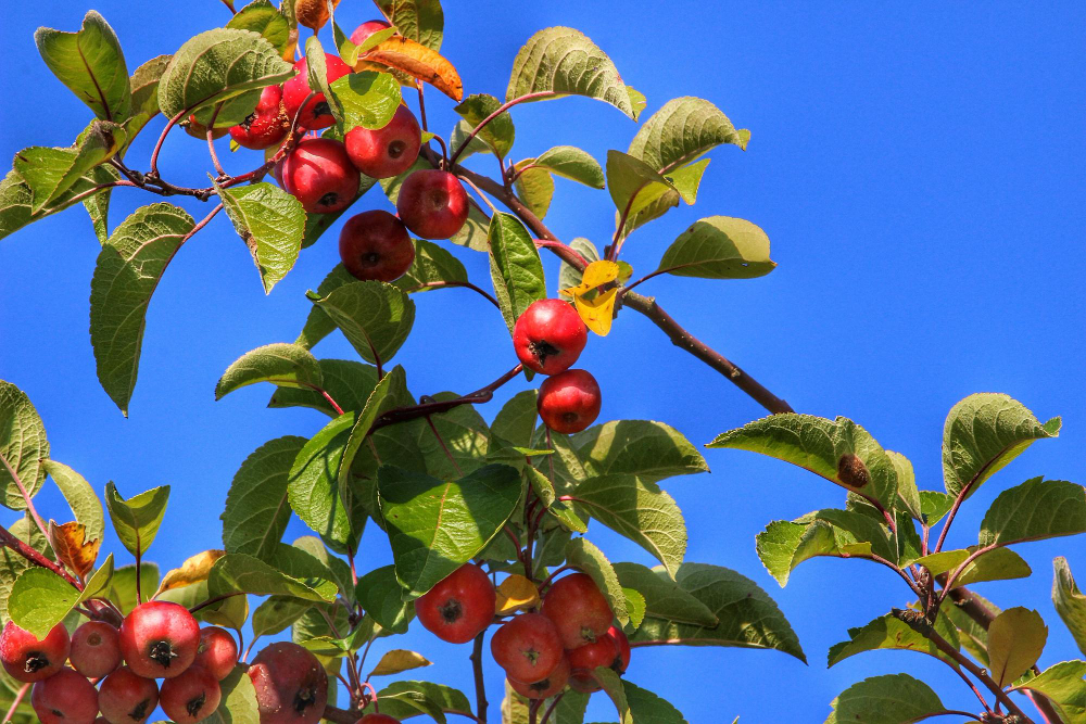 cornus-florida.jpg