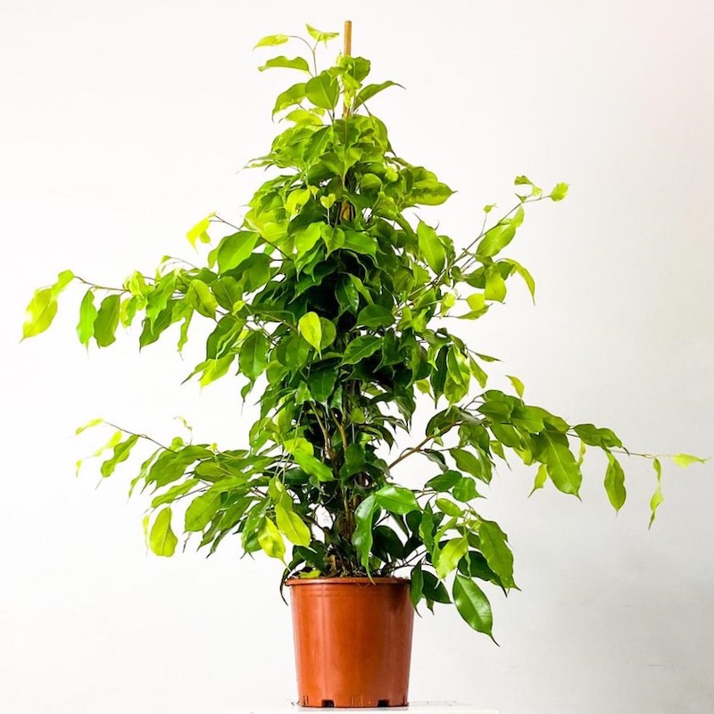 ficus-benjamina-bitkisi.jpeg