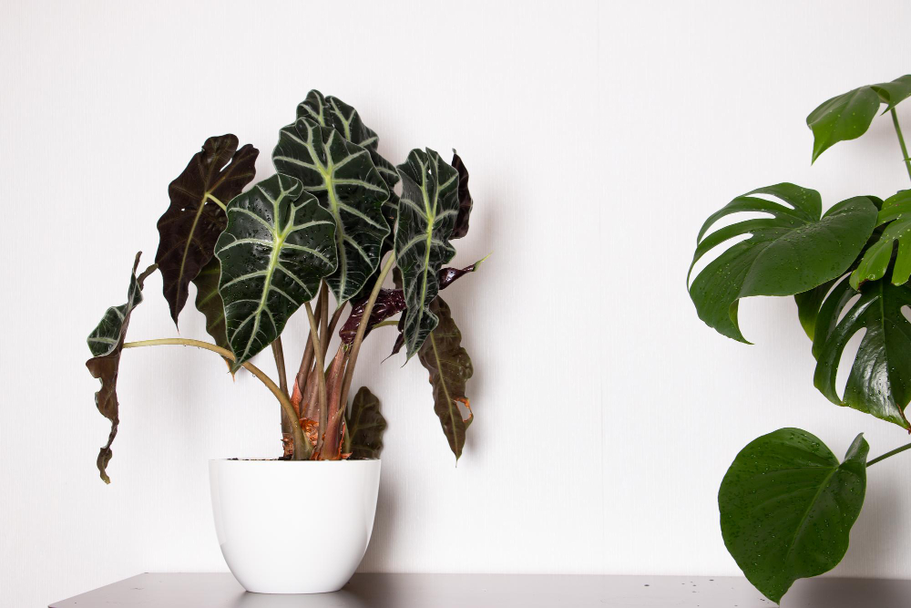filodendron.jpg