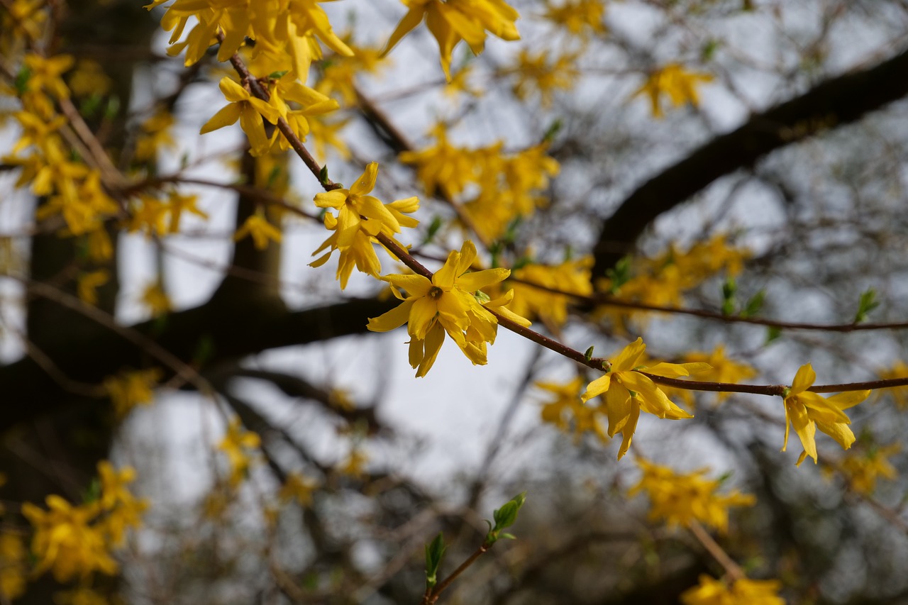 forsythia