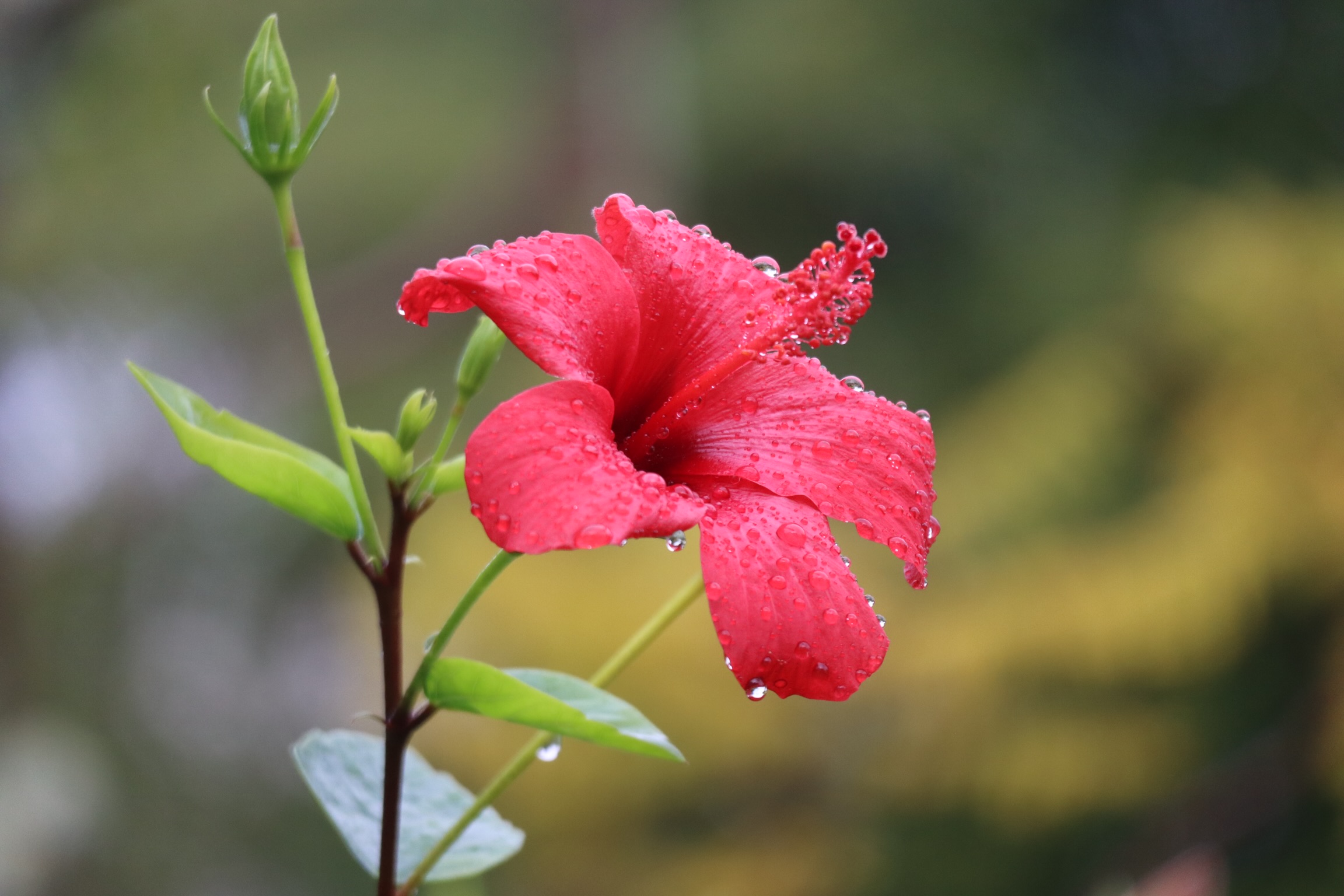 hibiskus-cicegi-bakimi.jpeg