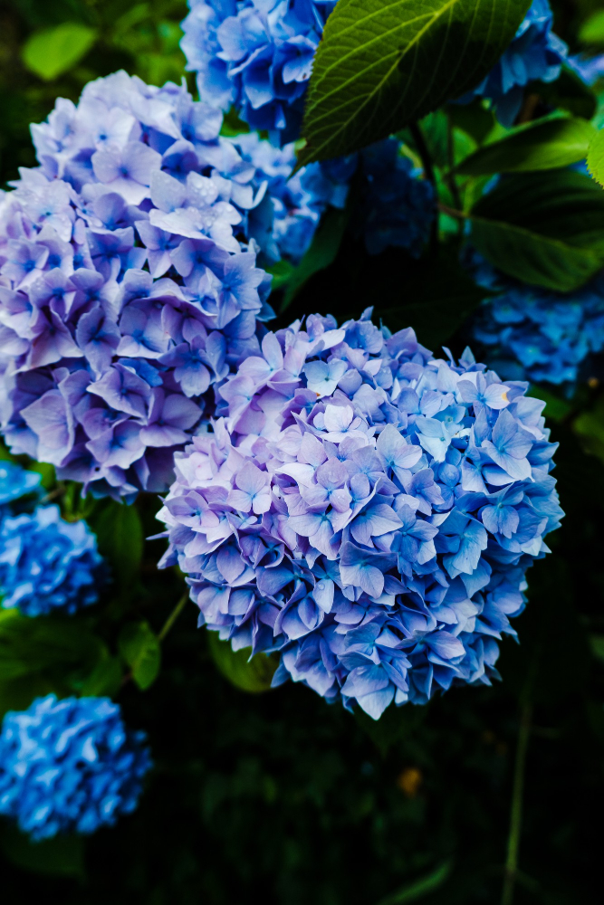 hydrangea-.jpg