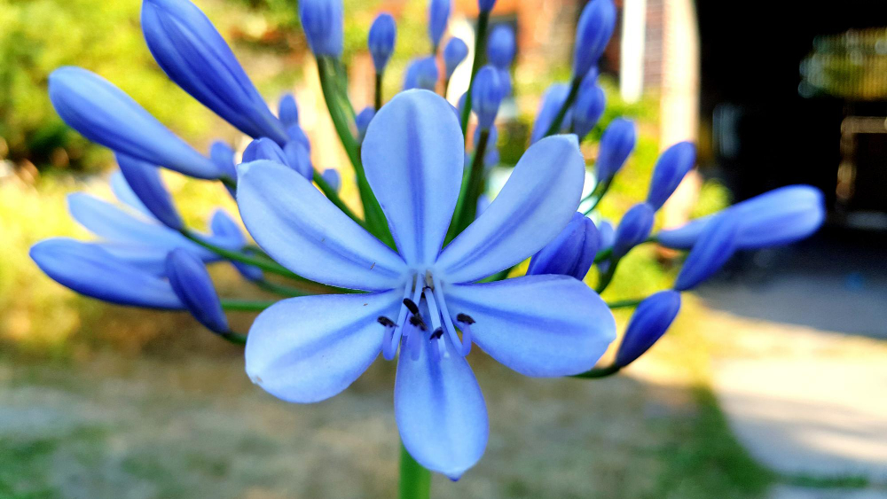 iris-cicegi-mavi.jpg