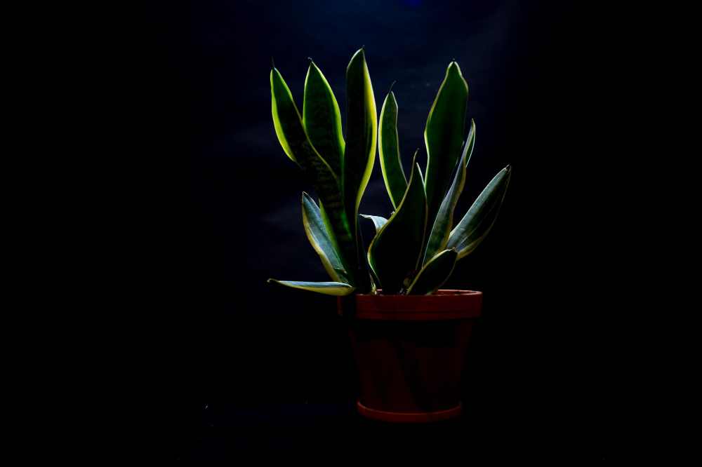 karanlik-bitki.jpg