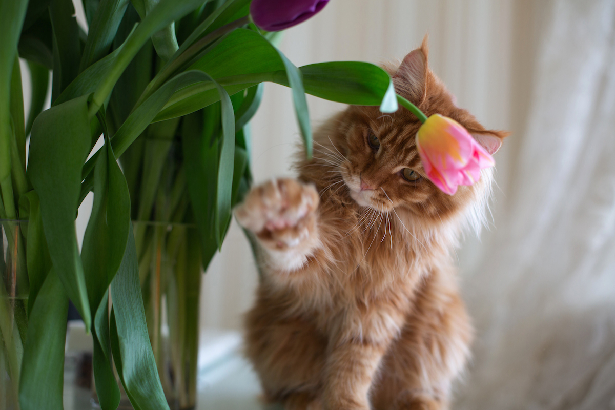 kedilerin merak ettiği çiçekler