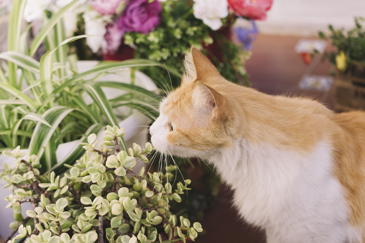 kedilerin sevmediği bitkiler