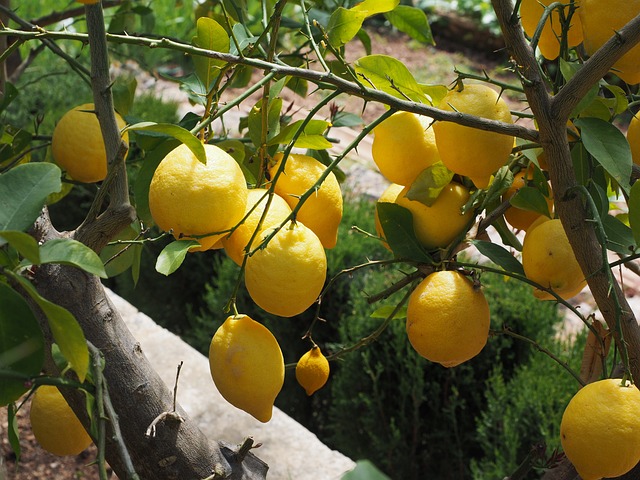 limon-agaci.jpg