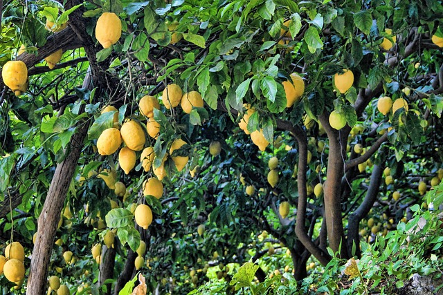 limonagaci.jpg