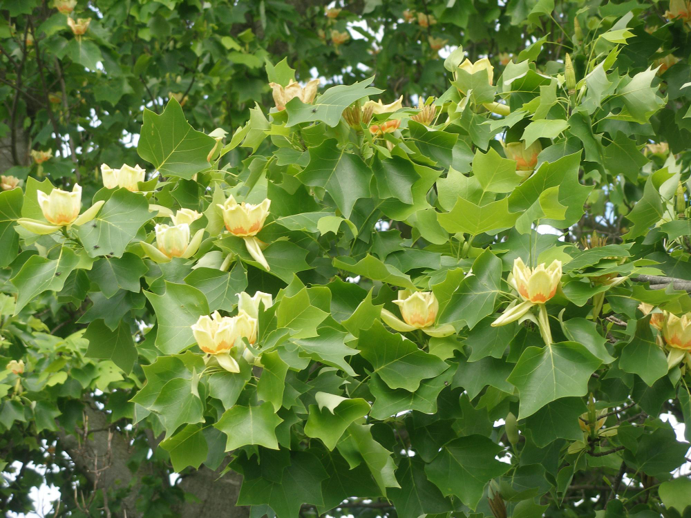 liriodendron-tulipifera.jpg