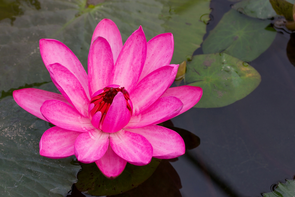 lotus-ulke.jpg