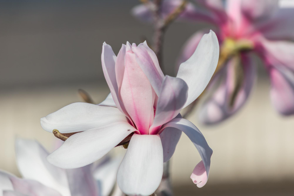 magnolia.jpg