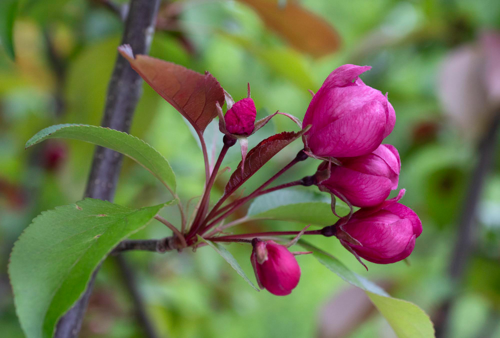malus-floribunda.jpg