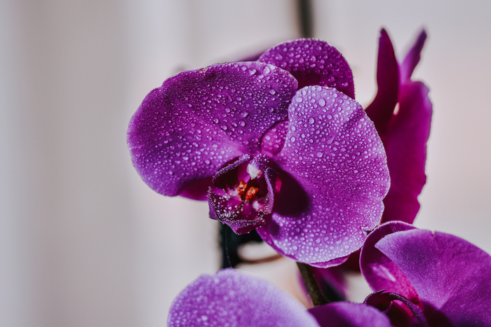 mor-orkide.jpg