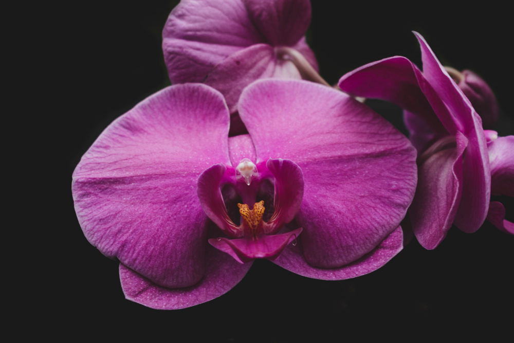 orkide-morr.jpg