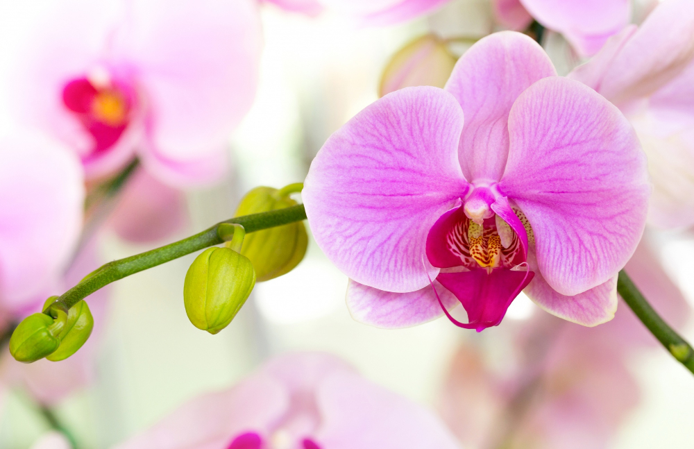 orkide-ulke.jpg