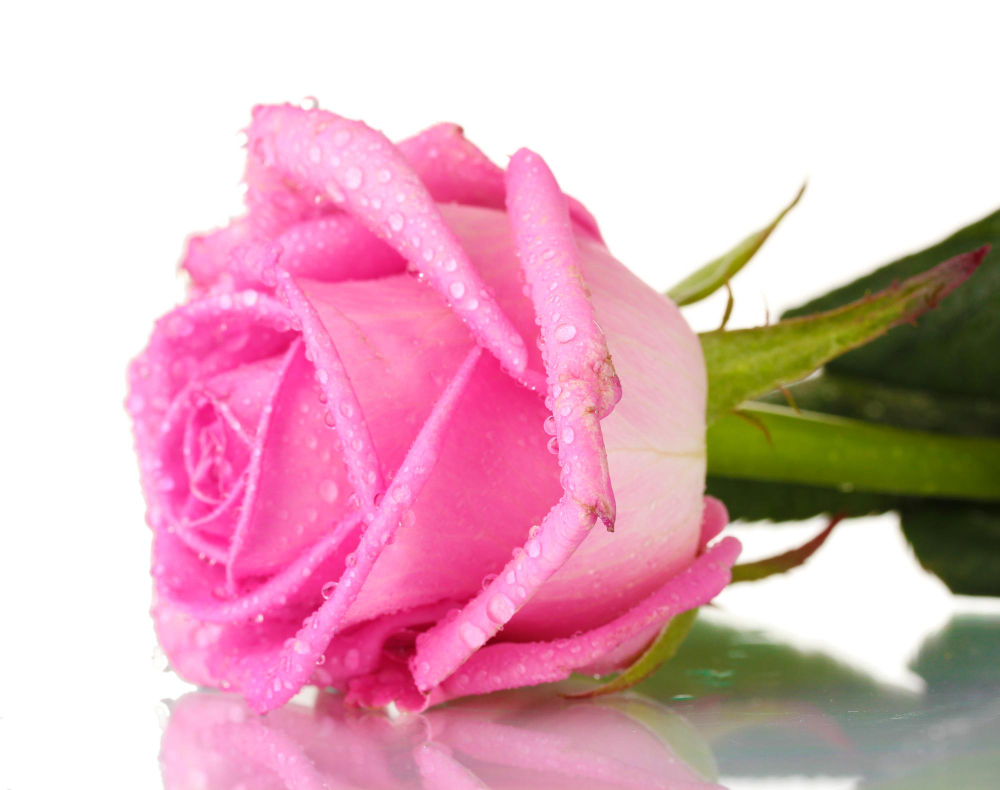 pembe-gul.jpg