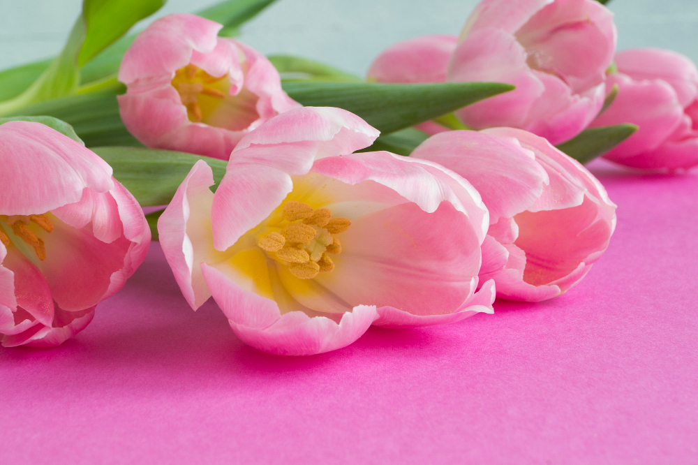 pembe-lale.jpg