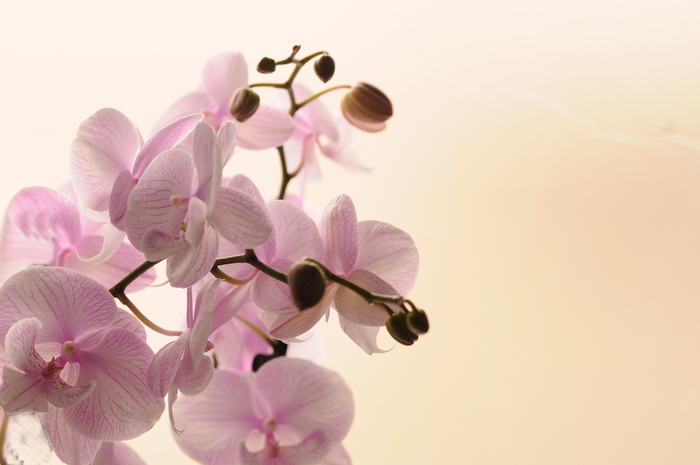 pembe-orkide.jpg