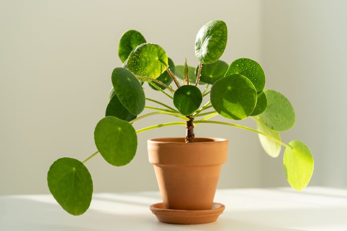 pilea-peperomioides-bakimi.jpg