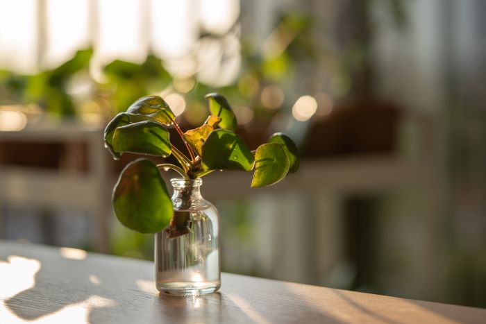 pilea-peperomioides-ozellikleri.jpg