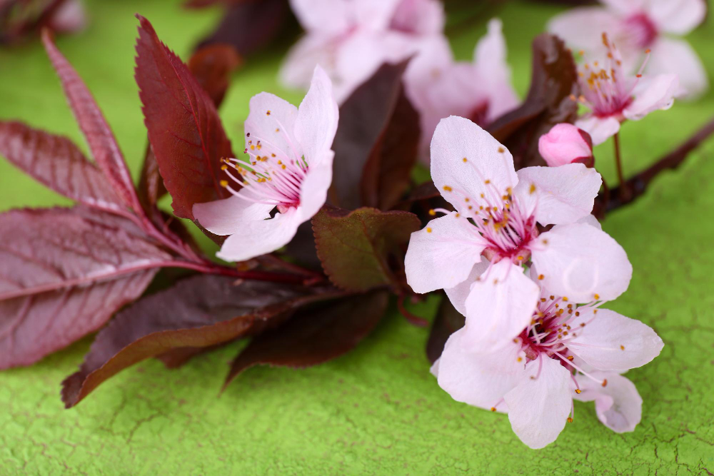 prunus-serrulata.jpg