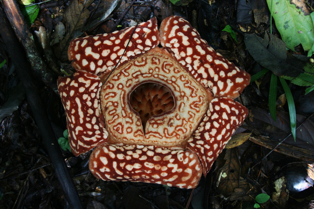 rafflesia-cicegi-resim.jpg