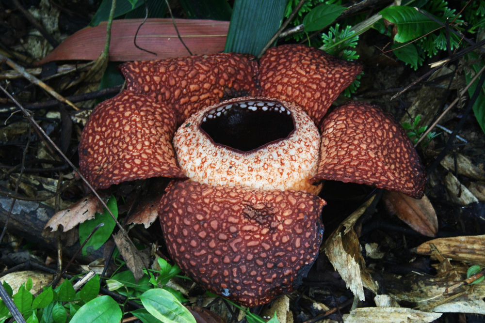 rafflesia-cicegi.jpg
