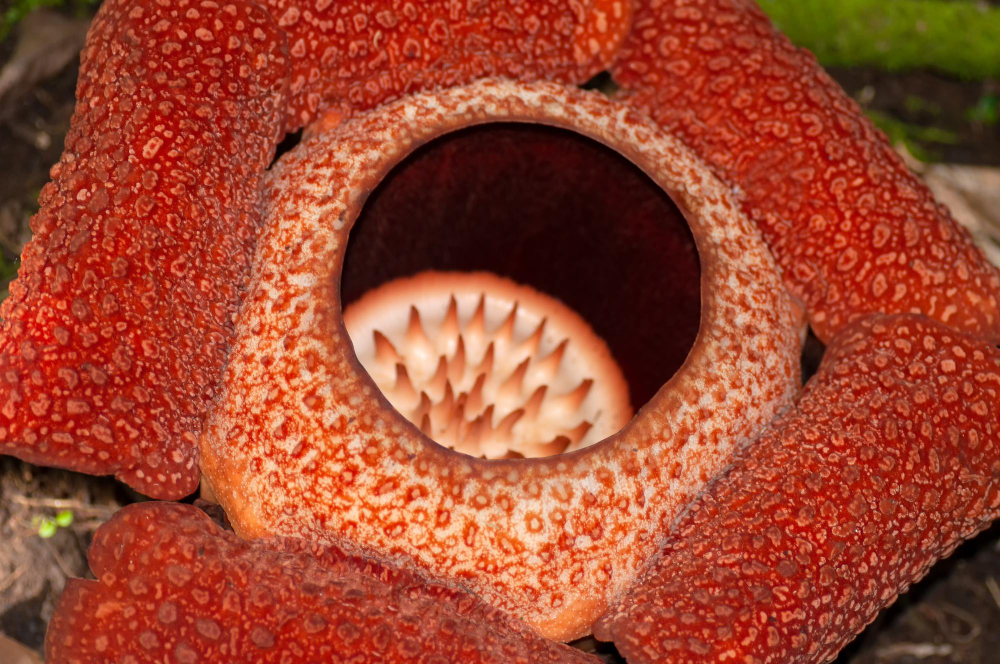 rafflesia.jpg