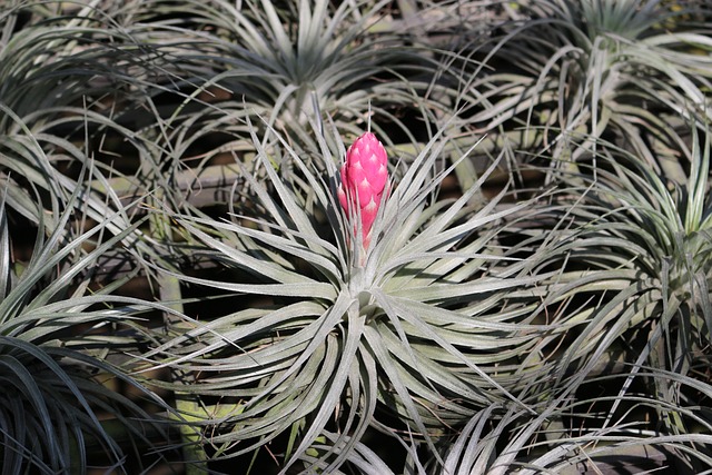 tillandsia-cicegi.jpg