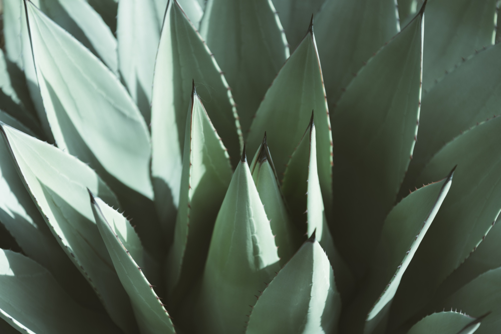 yesil-agave-bitkisi.jpg