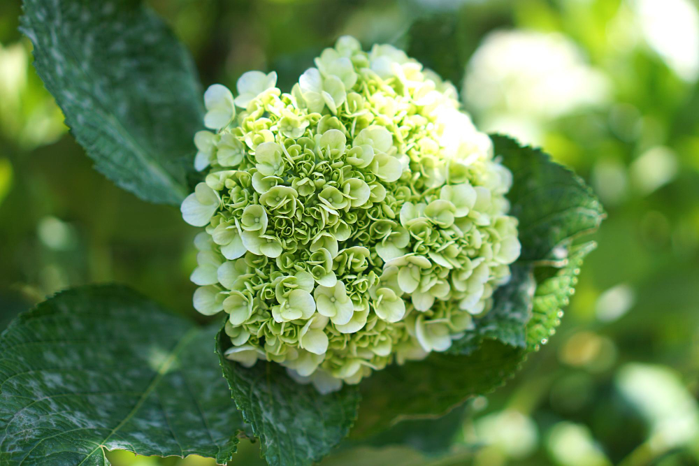 yesil-ortanca.jpg