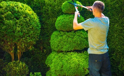 Ağaç Budama Sanatı (Topiary) Nedir?