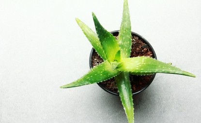 Aloe Vera Bitkisi Bakımı