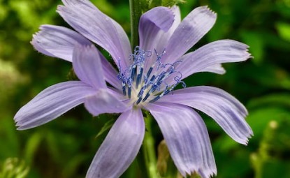 Anadolu Glayölü Çiçeği