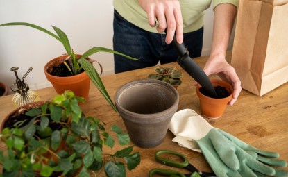 Bitki Bakımında En Yaygın Problemler ve Çözümler