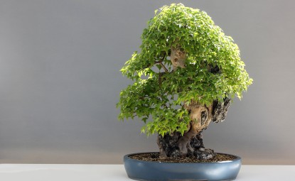 Bonsai Bakımı