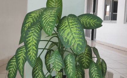 Büyük Yapraklı Salon Çiçekleri ve Bakımı