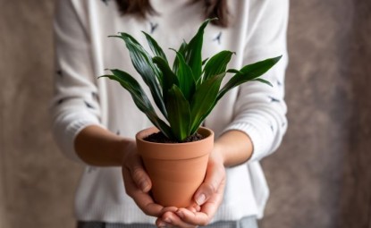 Dracaena Compacta Bakımı