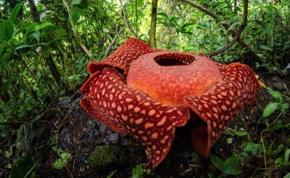 Dünyanın En Büyük Çiçeği Rafflesia